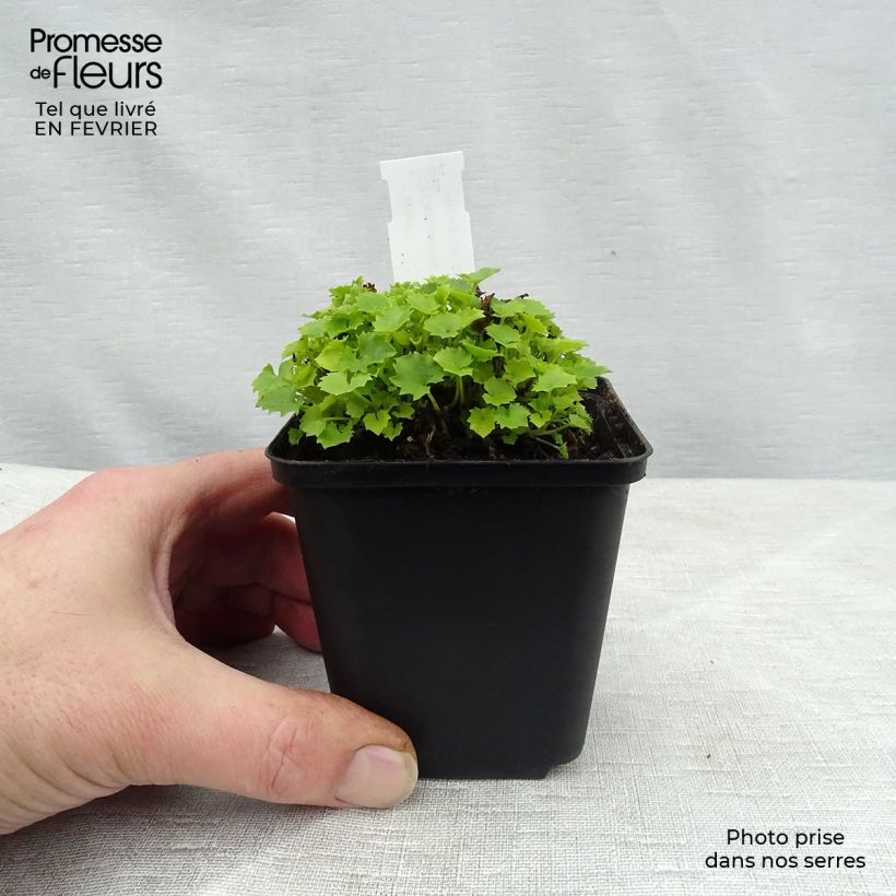 Example of Campanula garganica Dickson s Gold - Campanule étoilée Kweekpotje van 8/9 cm as you get in hiver