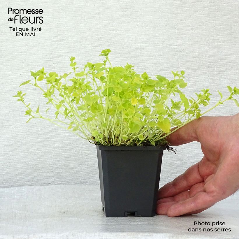 Exemplaar van Campanula garganica Dicksons Gold - Klokje Kweekpotje van 8/9 cm zoals geleverd in de lente