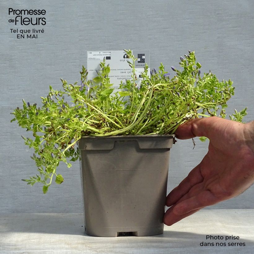 Exemplaar van Campanula garganica Dicksons Gold - Klokje Pot van 2 l/3 l zoals geleverd in de lente