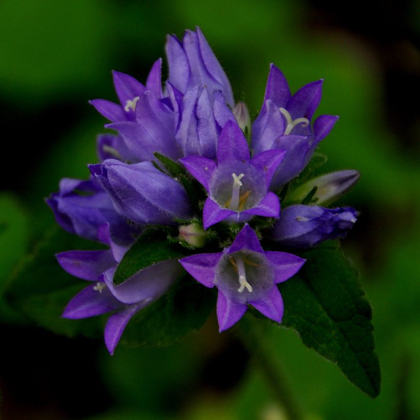 Campanula glomerata var. acaulis - Kluwenklokje (Flowering)