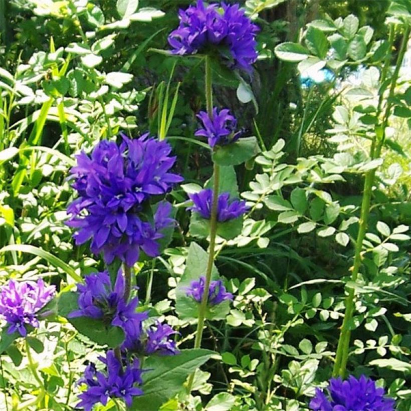 Campanula glomerata var. acaulis - Kluwenklokje (Plant habit)
