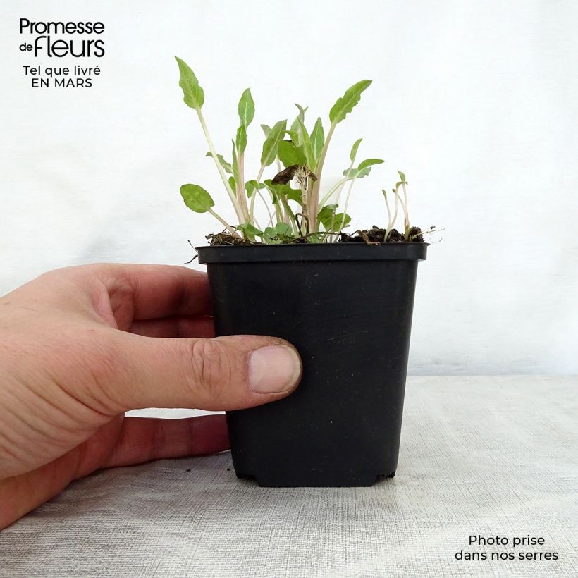 Exemplaar van Campanula glomerata Genti Twisterbell - Kluwenklokje Kweekpotje van 8/9 cm zoals geleverd in de lente