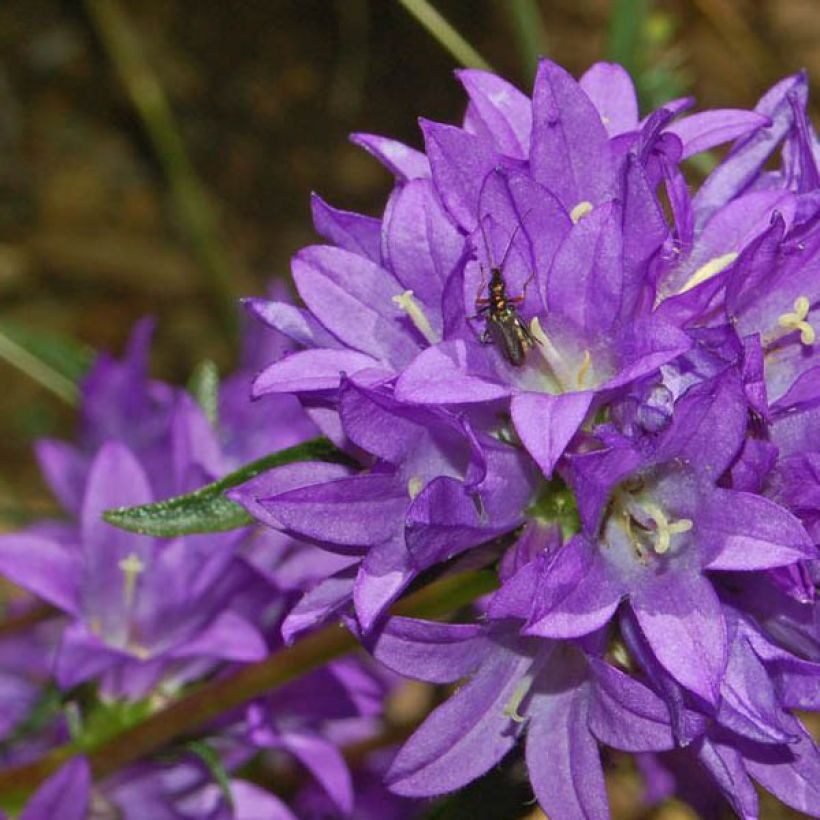 Campanula glomerata Superba - Kluwenklokje (Flowering)