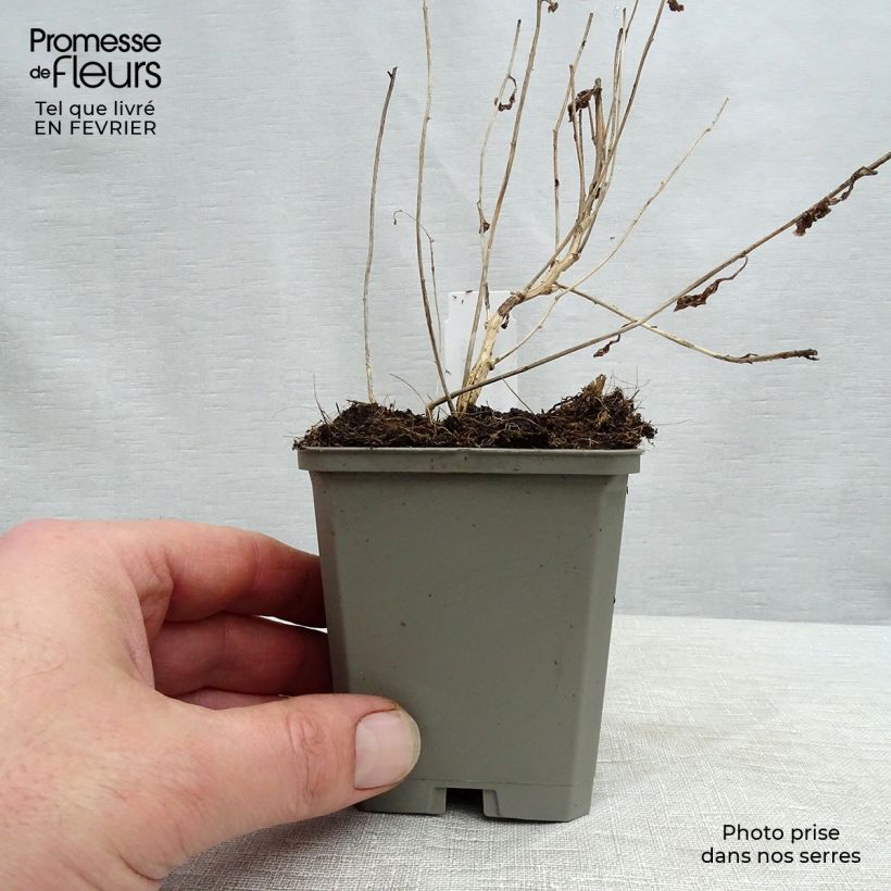 Example of Campanule lactiflora Alba Kweekpotje van 8/9 cm as you get in hiver