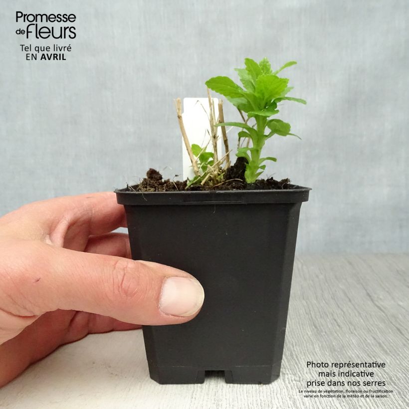 Exemplaar van Campanule lactiflora Alba - Klokje Kweekpotje van 8/9 cm zoals geleverd in de lente