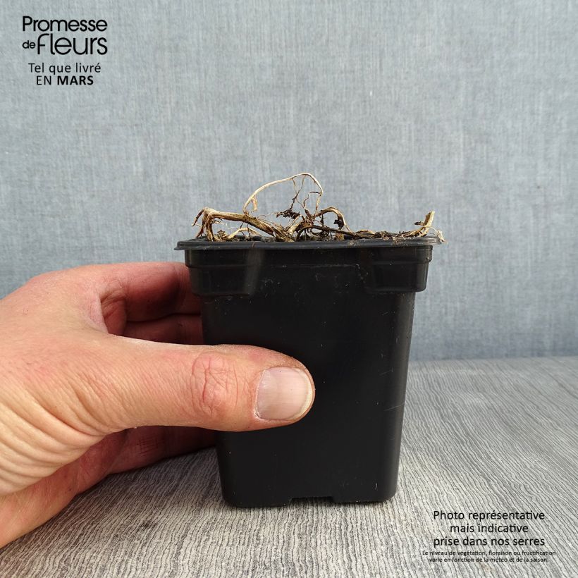 Example of Campanula lactiflora Blue Pouffe - Campanule laiteuse Kweekpotje van 7/8 cm as you get in hiver