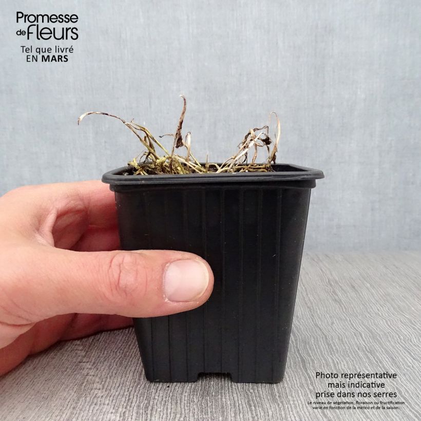 Exemplaar van Campanula lactiflora Blue Pouffe - Klokje Kweekpotje van 7/8 cm zoals geleverd in de lente