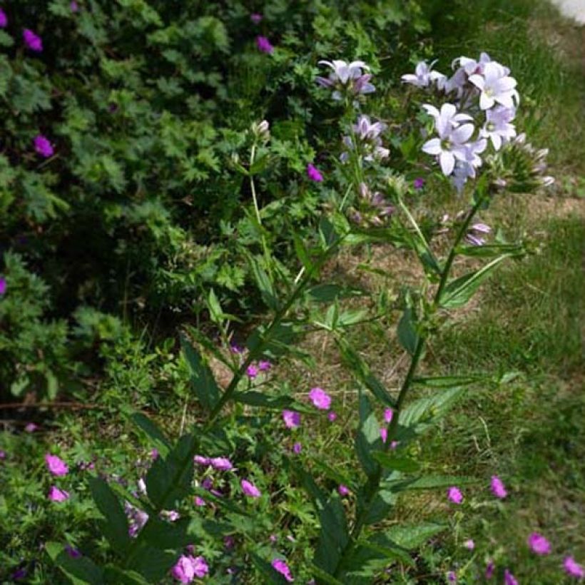 Campanula lactiflora Loddon Anna - Klokje (Plant habit)
