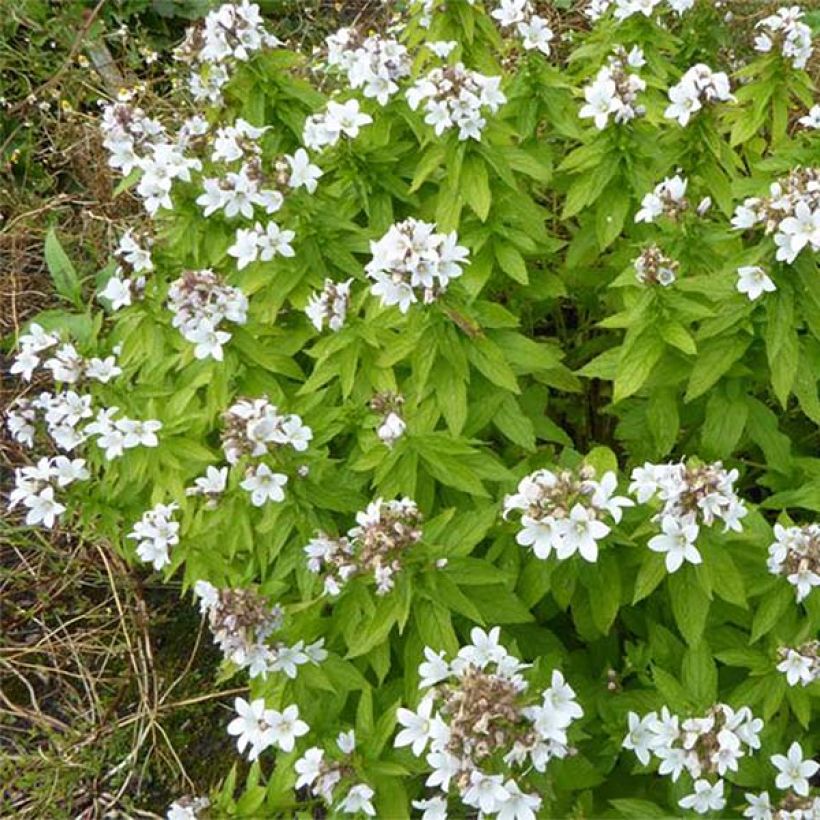Campanula lactiflora White Pouffe - Klokje (Flowering)