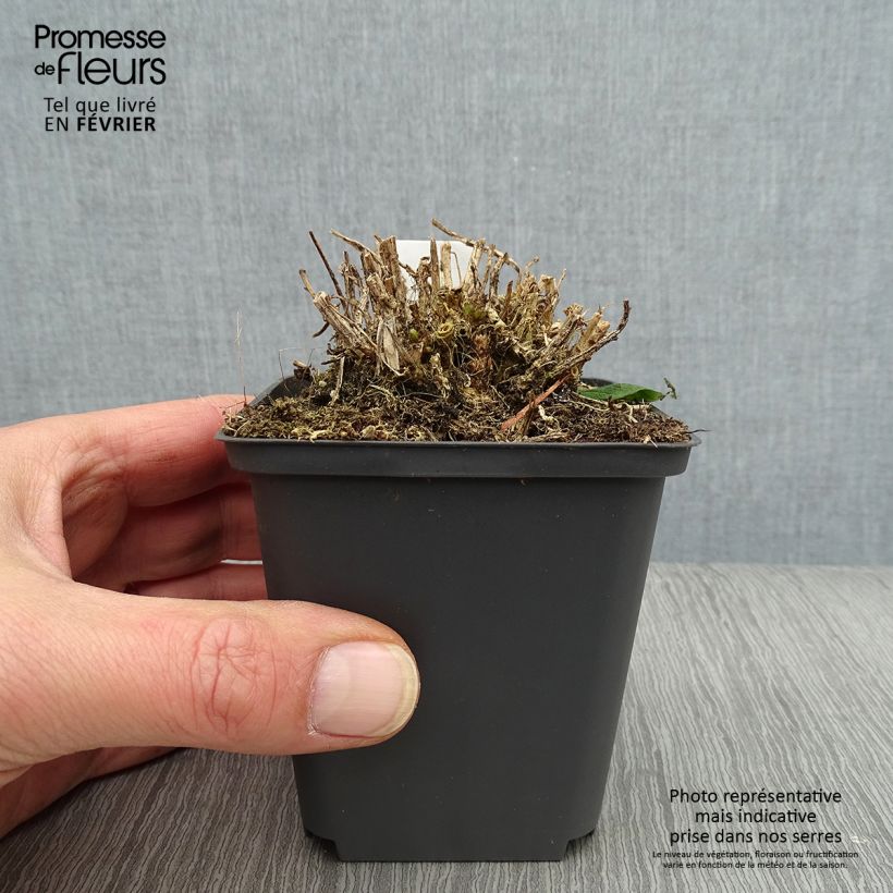 Example of Campanula lactiflora White Pouffe - Campanule laiteuse Kweekpotje van 8/9 cm as you get in hiver