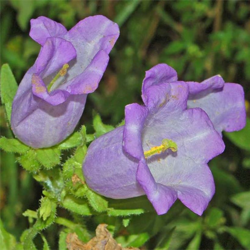 Campanula medium Blau - Mariëtteklokje (Flowering)