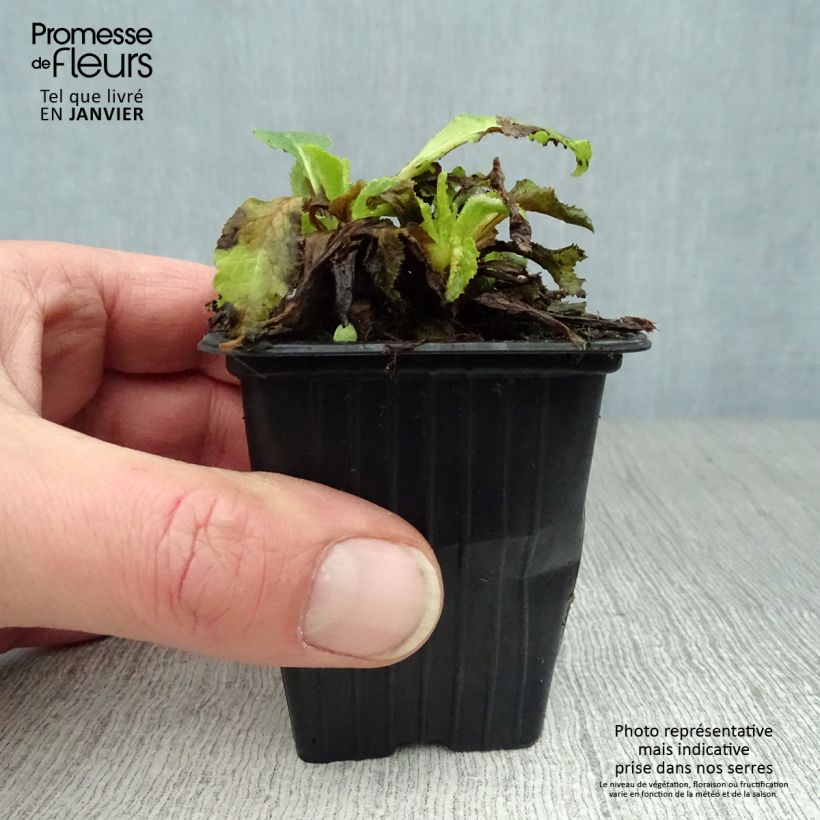 Example of Campanula medium bleue - Campanule carillon Kweekpotje van 7/8 cm as you get in hiver