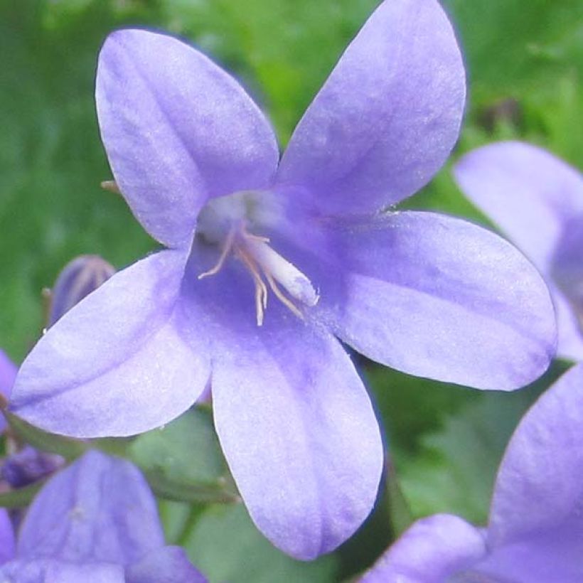 Campanula portenschlagiana - Dalmatiëklokje (Flowering)