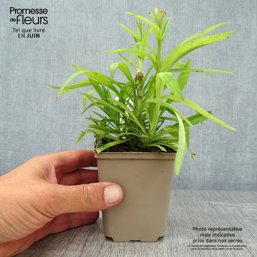 Exemplaar van Campanula persicifolia La Bello - Prachtklokje Kweekpotje van 8/9 cm zoals geleverd in de zomer