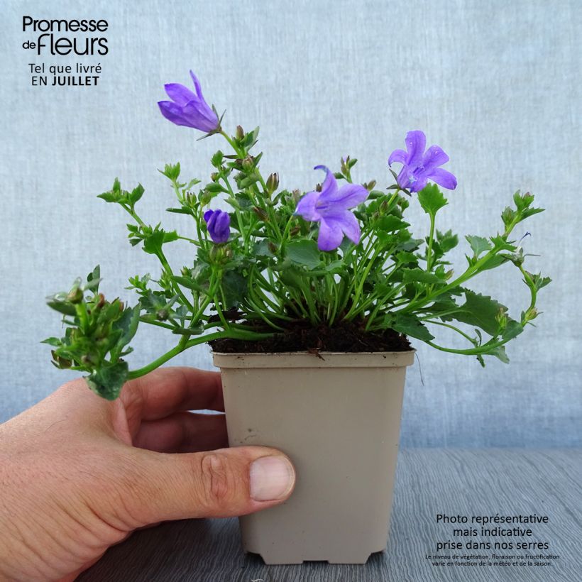 Exemplaar van Campanula poscharskyana Resholt Variety - Kruipklokje Kweekpotje van 8/9 cm zoals geleverd in de zomer