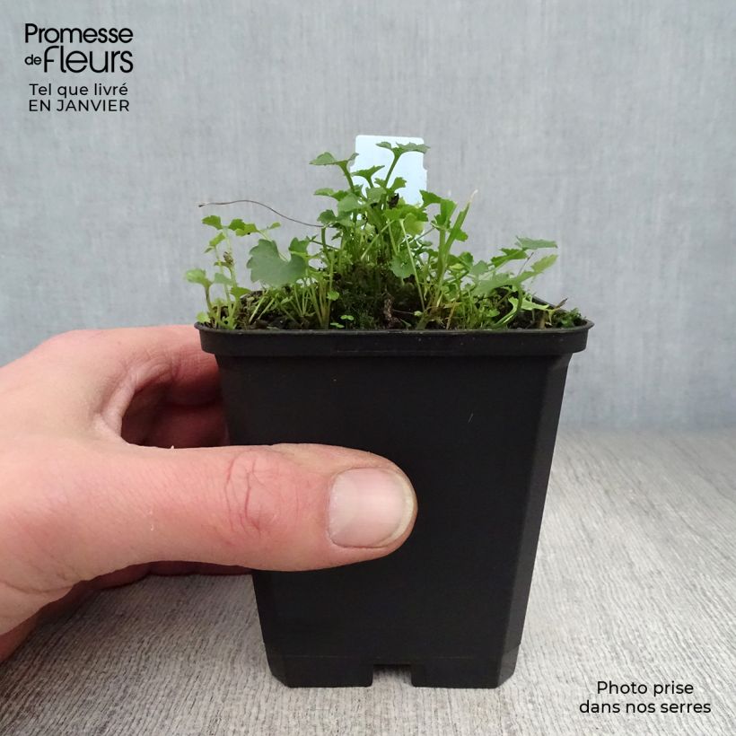 Example of Campanula poscharskyana Resholt Variety - Kruipklokje Kweekpotje van 8/9 cm as you get in hiver