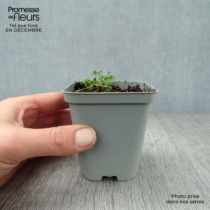 Example of Campanula poscharskyana E.H. Frost - Campanule des Murets Kweekpotje van 8/9 cm as you get in hiver