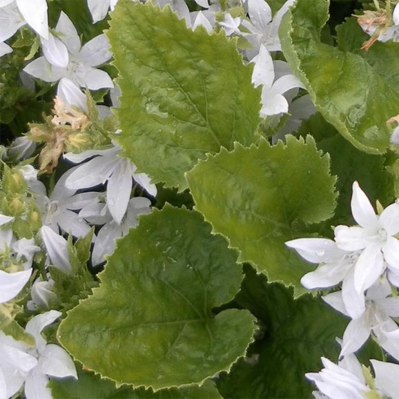 Campanula poscharskyana E.H. Frost - Kruipklokje (Foliage)