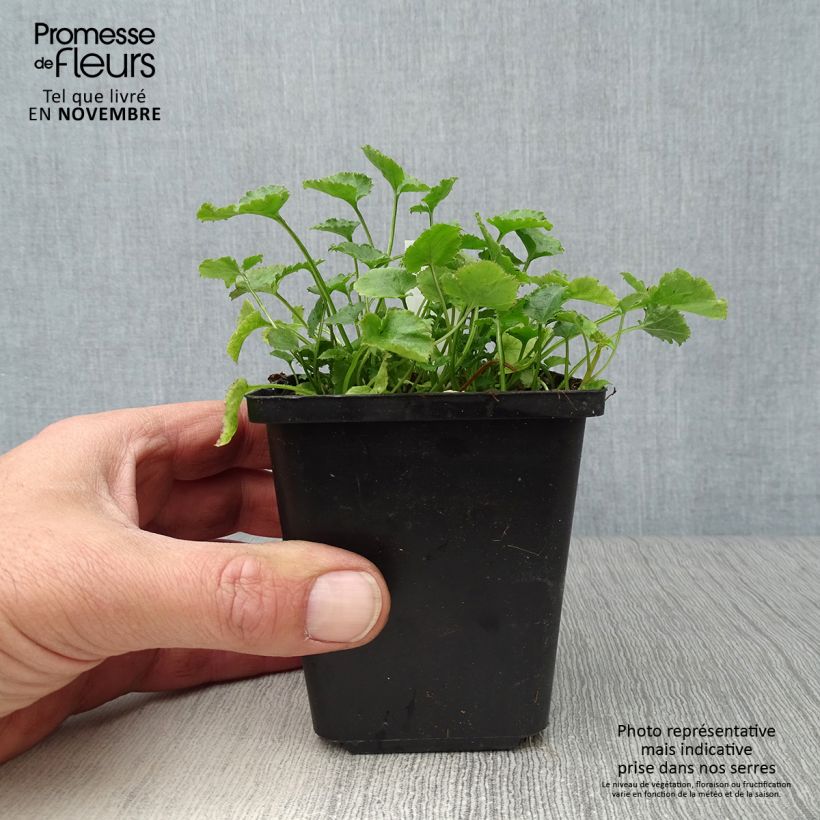 Exemplaar van Campanula poscharskyana E.H. Frost - Kruipklokje Kweekpotje van 8/9 cm zoals geleverd in de herfst