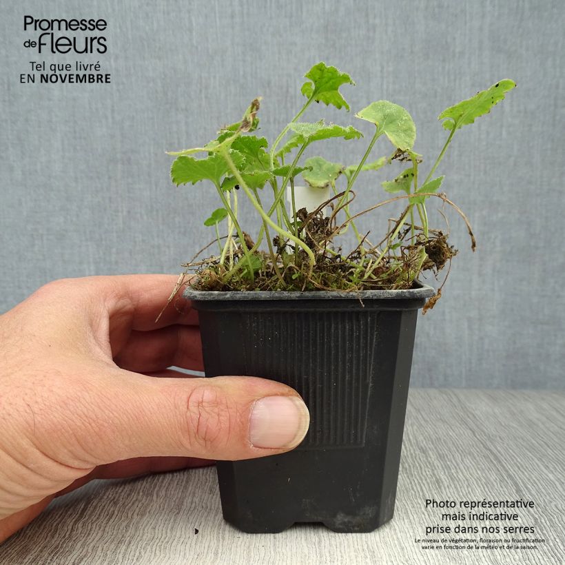 Exemplaar van Campanula poscharskyana Lisduggan Variety - Kruipklokje Kweekpotje van 8/9 cm zoals geleverd in de herfst