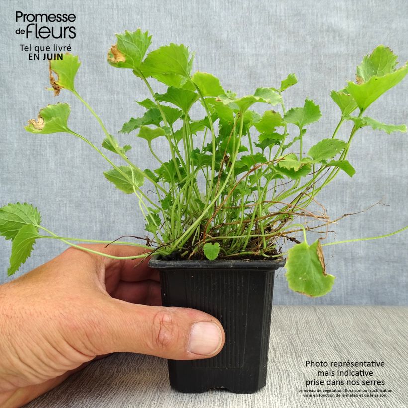 Exemplaar van Campanula poscharskyana Lisduggan Variety - Kruipklokje Kweekpotje van 8/9 cm zoals geleverd in de zomer
