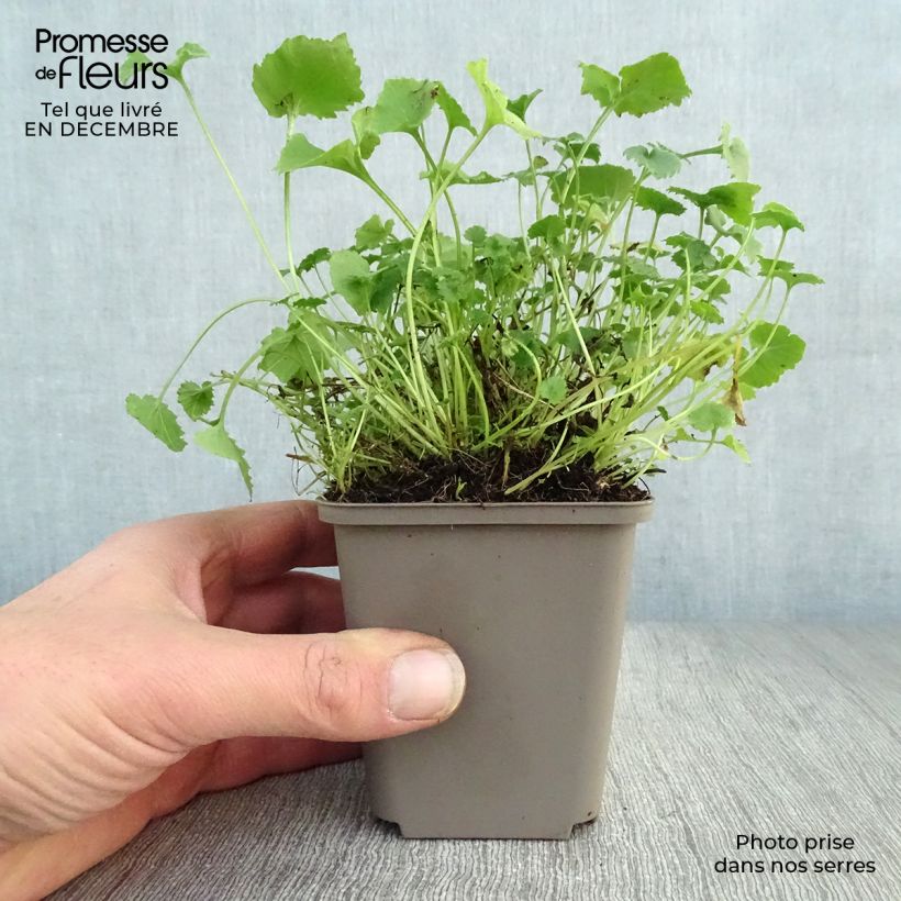 Example of Campanula poscharskyana Lisduggan Variety - Campanule des Murets Kweekpotje van 8/9 cm as you get in hiver