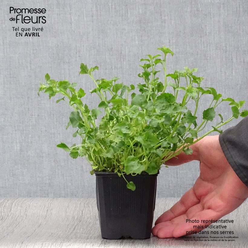 Exemplaar van Campanula poscharskyana Lisduggan Variety - Kruipklokje Kweekpotje van 8/9 cm zoals geleverd in de lente