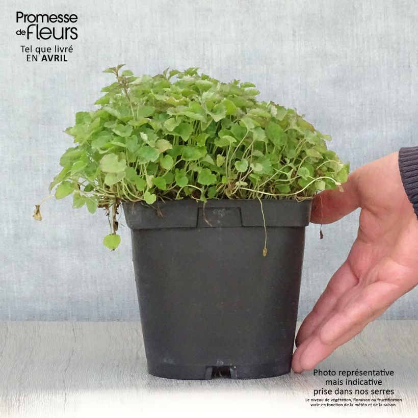 Exemplaar van Campanula poscharskyana Lisduggan Variety - Kruipklokje Pot van 2 l/3 l zoals geleverd in de lente