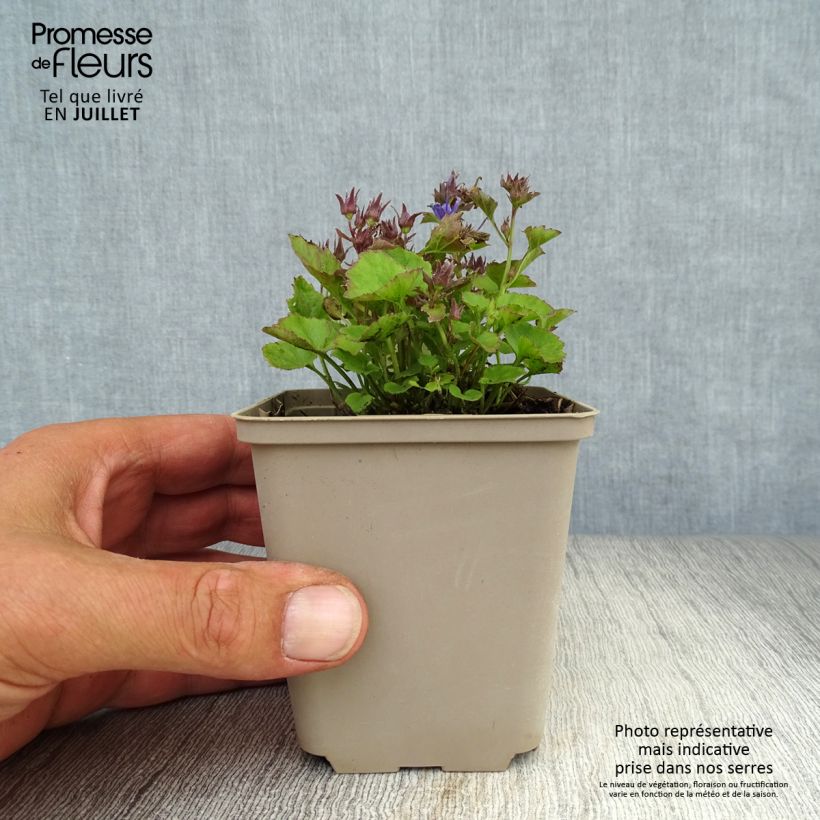 Exemplaar van Campanula poscharskyana Trollkind - Kruipklokje Kweekpotje van 8/9 cm zoals geleverd in de zomer