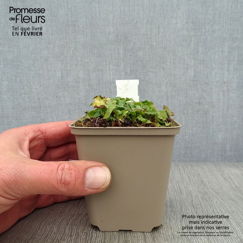 Example of Campanula poscharskyana Trollkind - Campanule des Murets Kweekpotje van 8/9 cm as you get in hiver