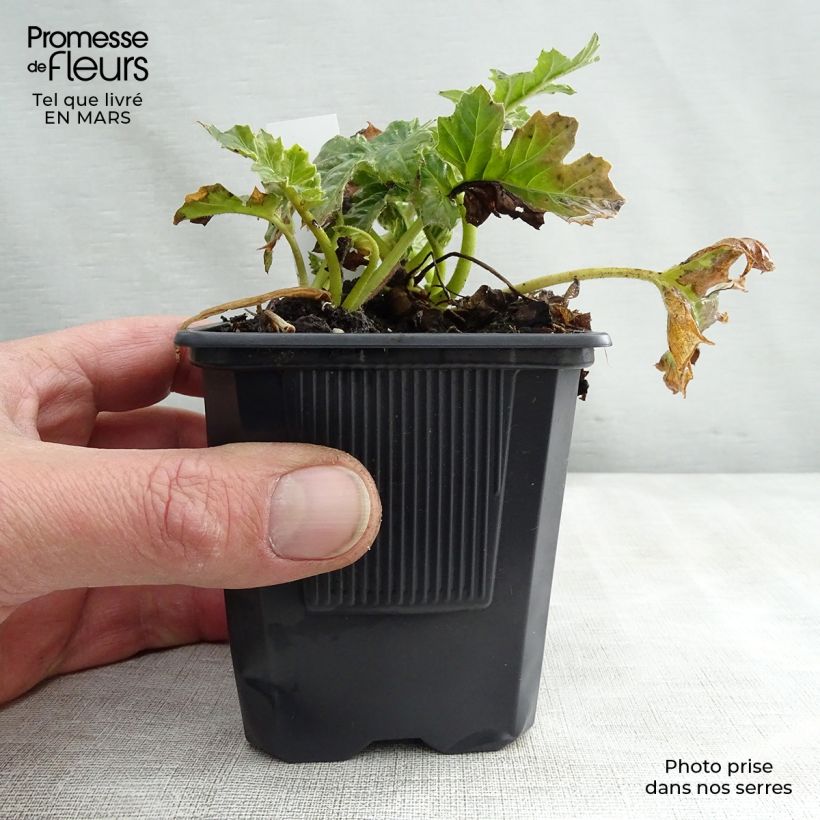 Exemplaar van Campanula poscharskyana Trollkind - Kruipklokje Kweekpotje van 8/9 cm zoals geleverd in de lente