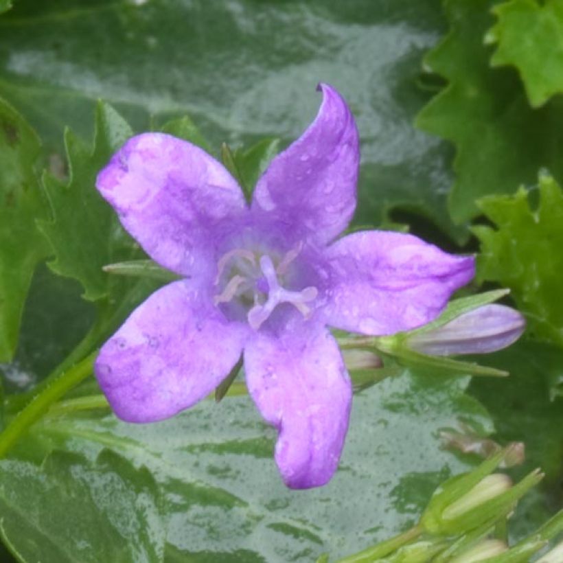 Campanula poscharskyana - Kruipklokje (Flowering)