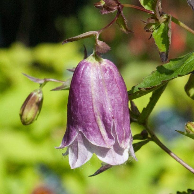 Campanula Pantaloons - Klokje (Bloei)