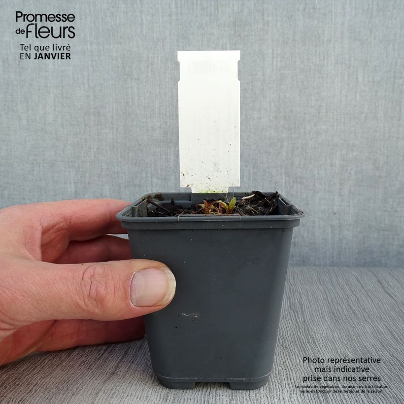 Example of Campanula punctata Rubriflora - Campanule ponctuée Kweekpotje van 8/9 cm as you get in hiver