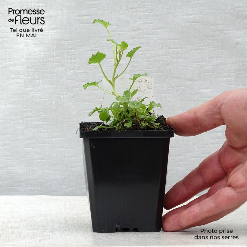 Exemplaar van Campanula rapunculoides - Akkerklokje Kweekpotje van 8/9 cm zoals geleverd in de lente