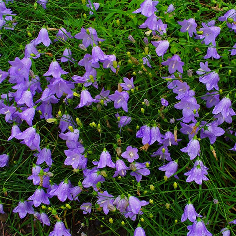 Campanula rotundifolia - Grasklokje (Flowering)