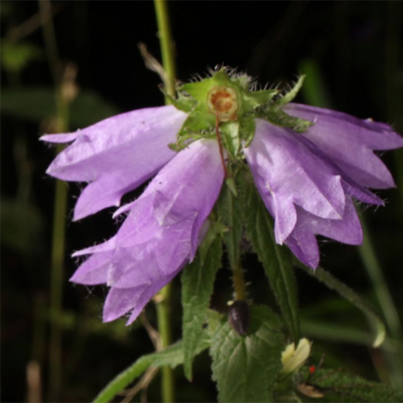 Campanula trachelium - Ruig klokje (Flowering)