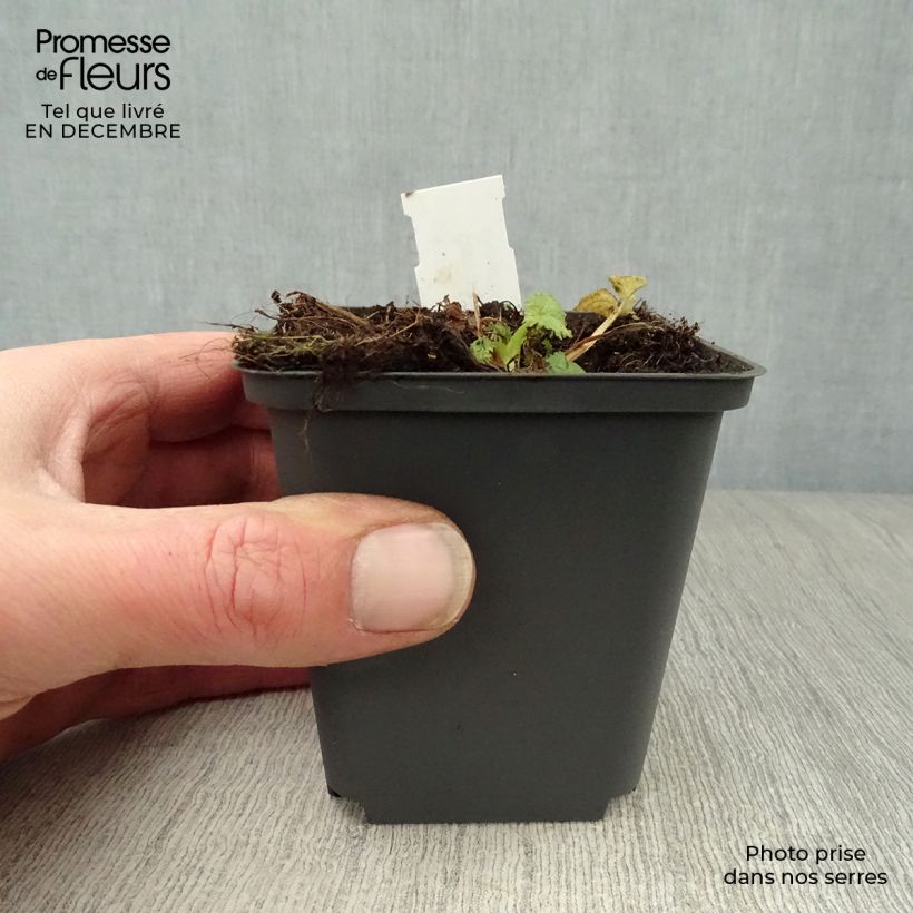 Example of Campanula trachelium - Ruig klokje Kweekpotje van 8/9 cm as you get in hiver