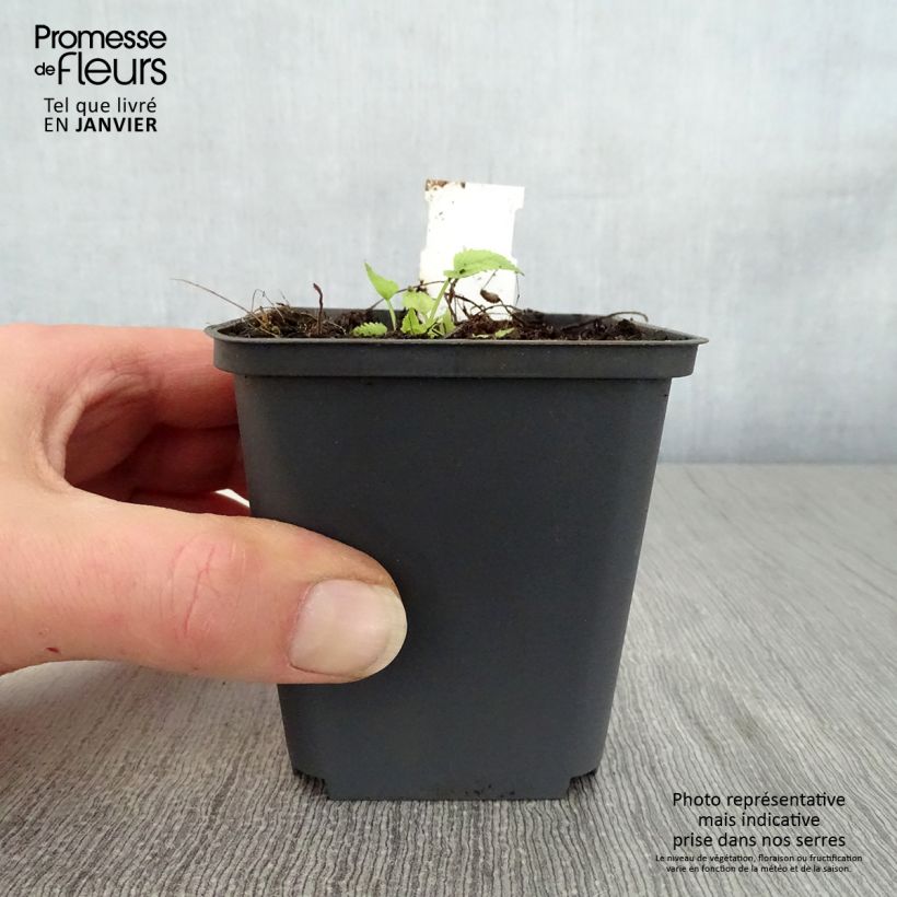 Example of Campanula trachelium Bernice - Campanule gantelée Kweekpotje van 8/9 cm as you get in hiver