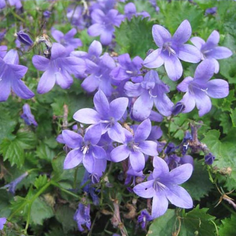 Campanula portenschlagiana - Dalmatiëklokje (Plant habit)