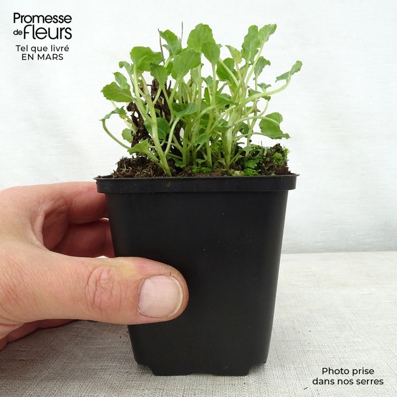 Exemplaar van Campanula Royal Wave - Klokje Kweekpotje van 8/9 cm zoals geleverd in de lente