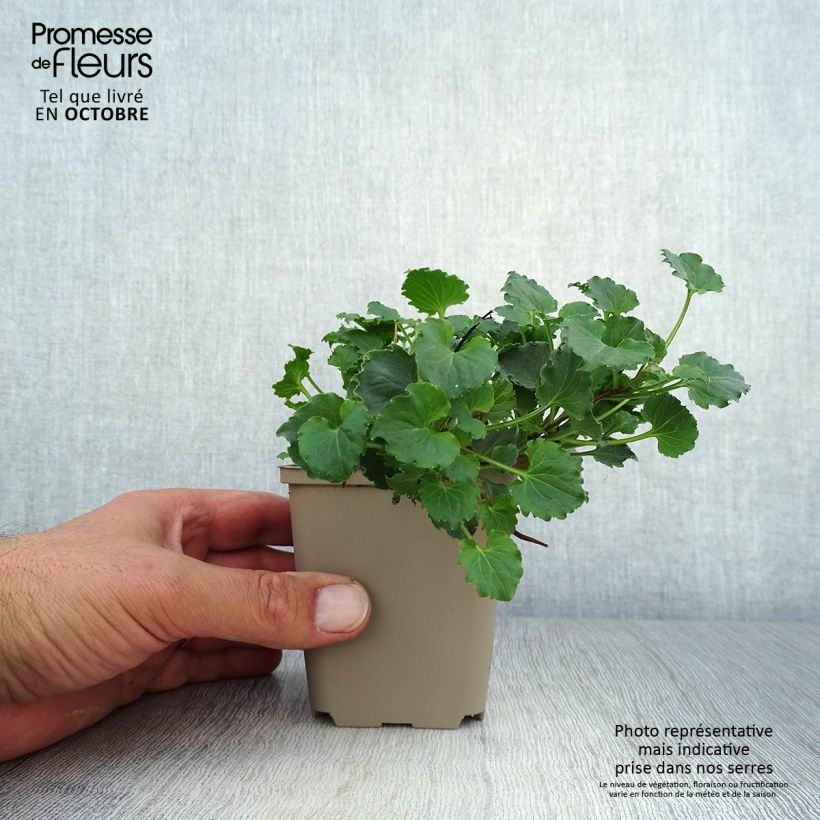 Exemplaar van Campanula Royal Wave - Klokje Kweekpotje van 8/9 cm zoals geleverd in de herfst