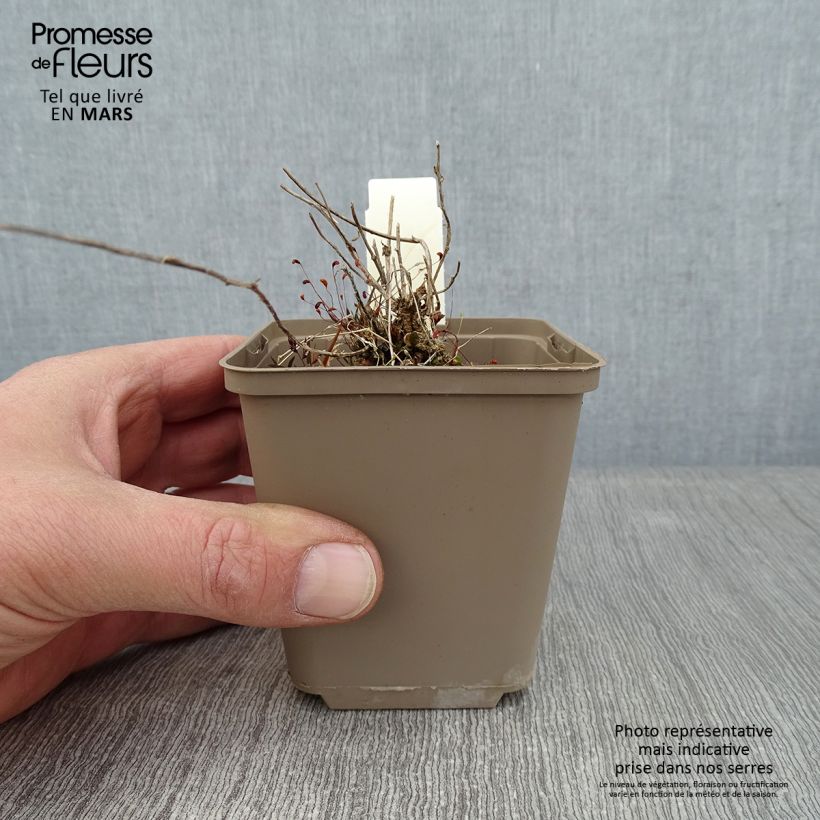 Exemplaar van Campanule G.F. Wilson - Klokje Kweekpotje van 8/9 cm zoals geleverd in de winter