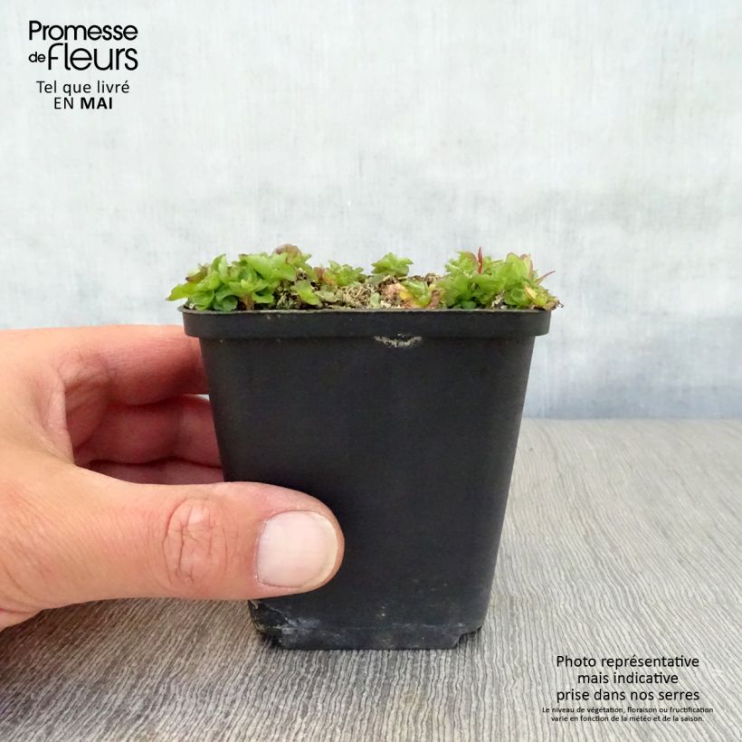 Exemplaar van Campanule G.F. Wilson - Klokje Kweekpotje van 8/9 cm zoals geleverd in de lente