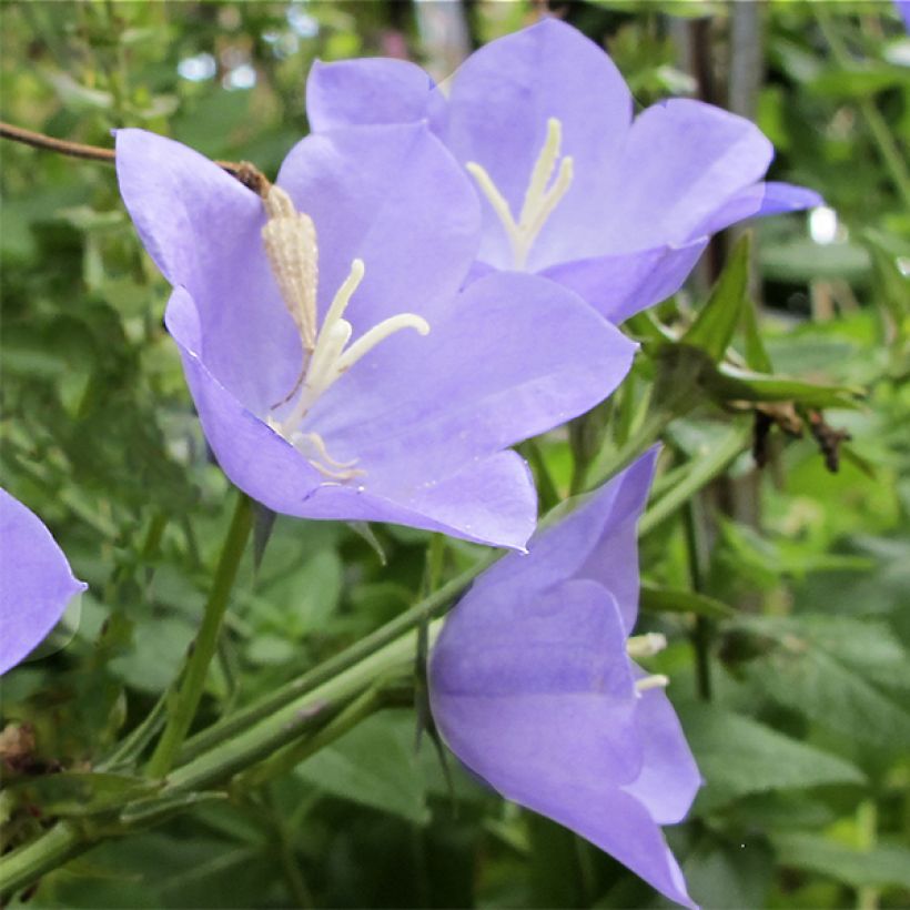 Campanula Norman Grove - Klokje (Bloei)