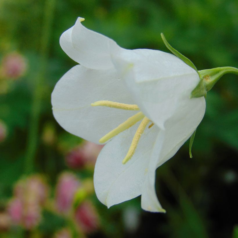 Campanula persicifolia Alba - Prachtklokje (Flowering)