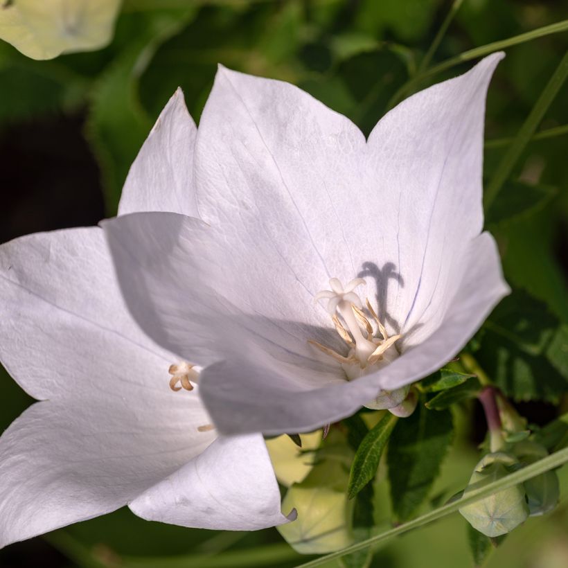 Campanula persicifolia Alba - Prachtklokje (Bloei)