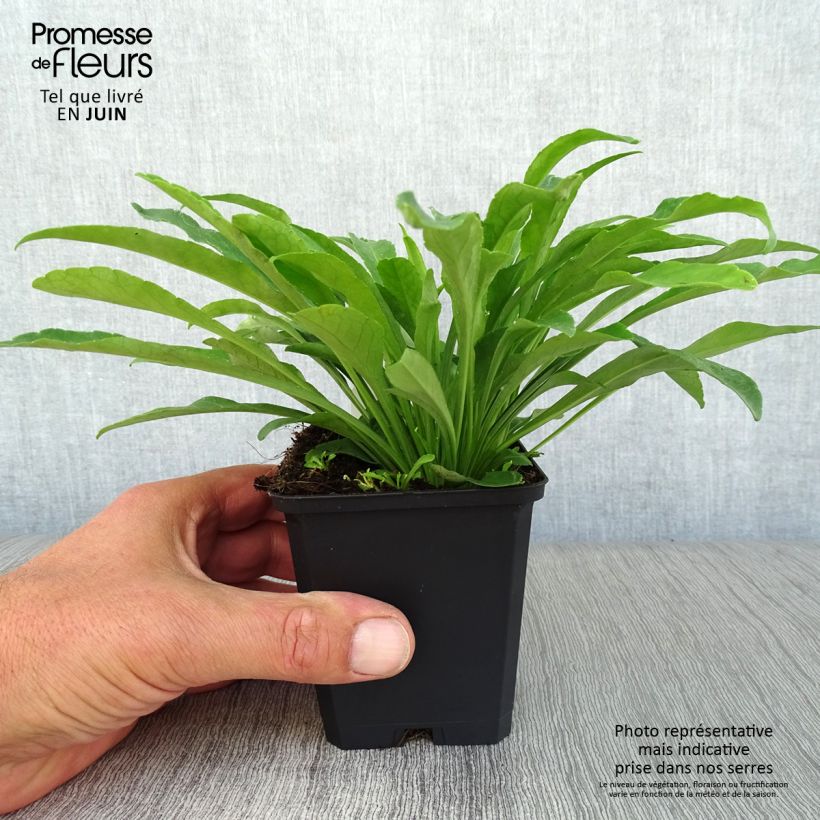 Exemplaar van Campanula persicifolia Alba - Prachtklokje Kweekpotje van 8/9 cm zoals geleverd in de zomer