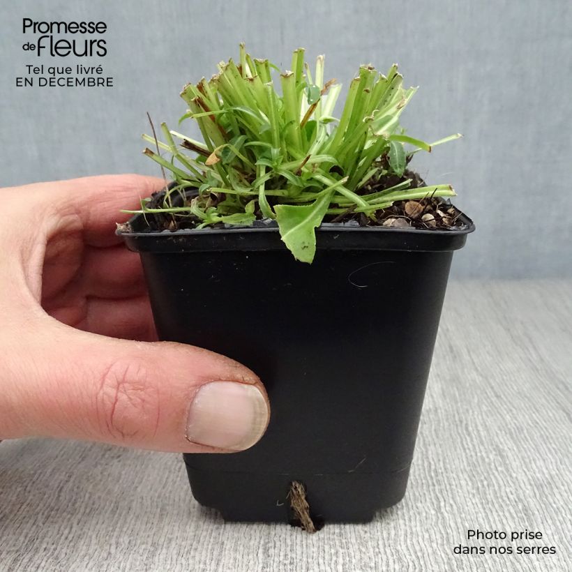 Example of Campanule à feuilles de pêcher - Campanula persicifolia Alba Kweekpotje van 8/9 cm as you get in hiver