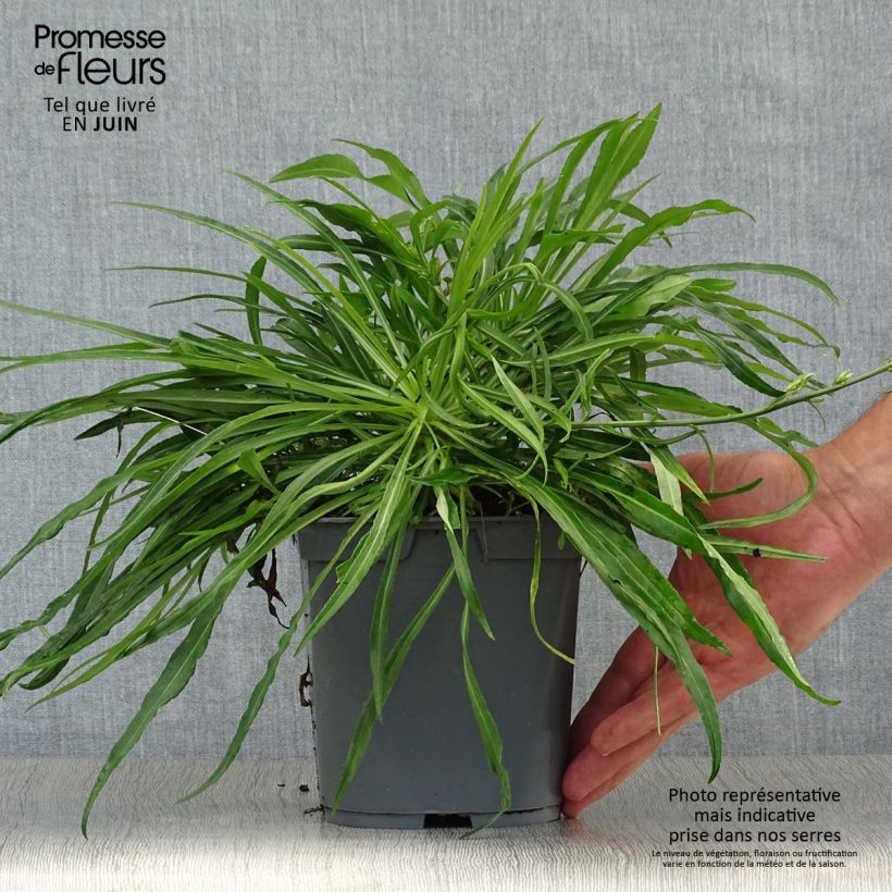 Exemplaar van Campanula persicifolia Alba - Prachtklokje Pot van 2 l/3 l zoals geleverd in de zomer